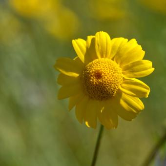 Corn marigold